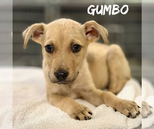 Medium Photo #1 Catahoula Leopard Dog-Unknown Mix Puppy For Sale in Oakhurst, NJ, USA