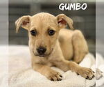 Small Catahoula Leopard Dog Mix