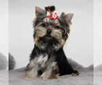 Small #1 Yorkshire Terrier