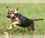 Small Photo #10 Australian Shepherd-Unknown Mix Puppy For Sale in Mechanicsburg, PA, USA