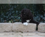 Small Photo #6 F2 Aussiedoodle Puppy For Sale in ADOLPHUS, KY, USA