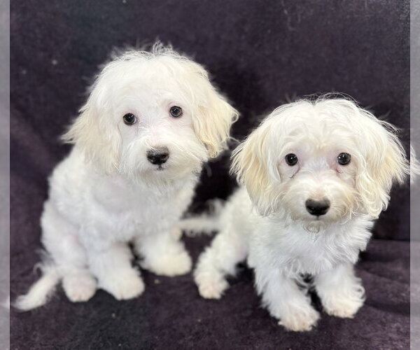 Medium Photo #4 Maltese Puppy For Sale in Wheaton, IL, USA