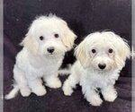 Small #3 Maltese