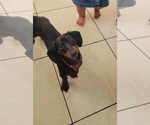 Dachshund Dogs for adoption in Los Angeles, CA, USA