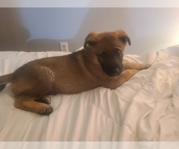 Medium Photo #4 German Shepherd Dog Puppy For Sale in MONTREAL, MO, USA