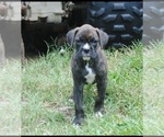 Puppy Puppy 2 Boxer