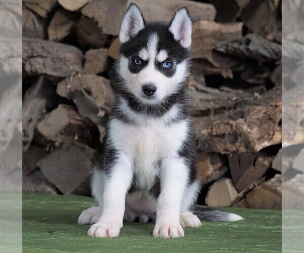 Medium Photo #3 Siberian Husky Puppy For Sale in FREDERICKSBG, OH, USA