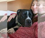 Small #3 Bullboxer Pit