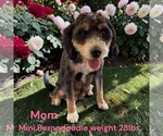 Small #10 Bernedoodle (Miniature)