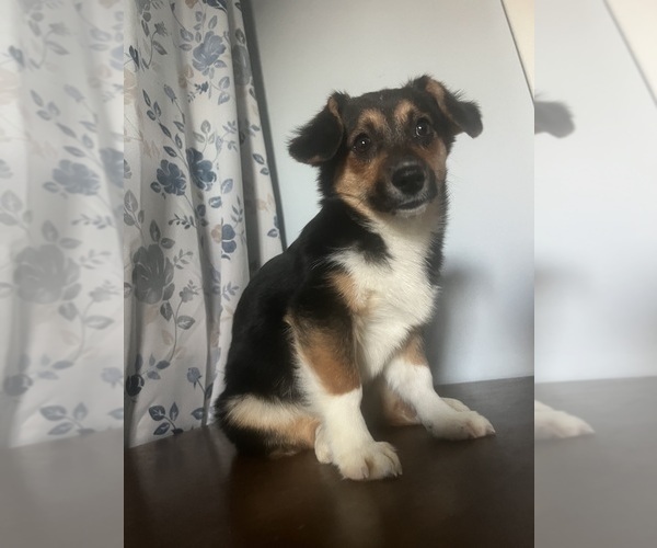 Medium Photo #7 Aussie-Corgi Puppy For Sale in DURHAM, CT, USA