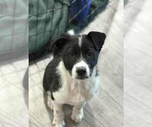 Border Collie-Unknown Mix Dogs for adoption in MIDWAY, UT, USA