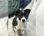 Small Border Collie Mix