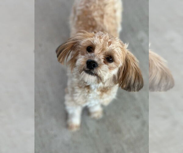 Medium Photo #1 Maltipoo (Miniature) Puppy For Sale in Oak Bluffs, MA, USA