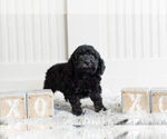 Small Photo #10 Goldendoodle (Miniature) Puppy For Sale in WARSAW, IN, USA