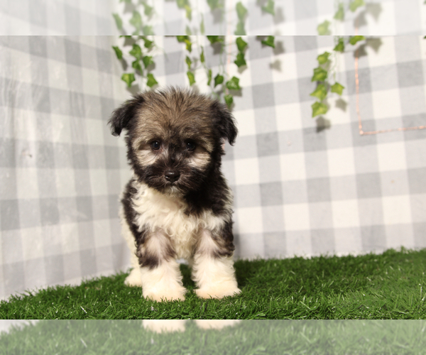 Medium Photo #2 Havanese Puppy For Sale in MARIETTA, GA, USA