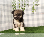 Small #1 Havanese