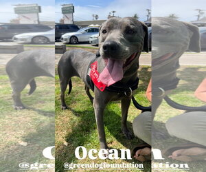 Great Dane-Weimaraner Mix Dogs for adoption in Lake Elsinore, CA, USA