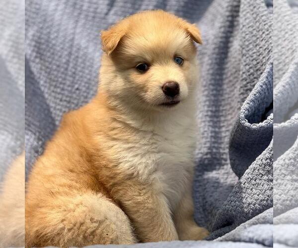 Medium Photo #2 Siberian Husky-Unknown Mix Puppy For Sale in San Diego, CA, USA