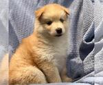 Small #1 Siberian Husky Mix