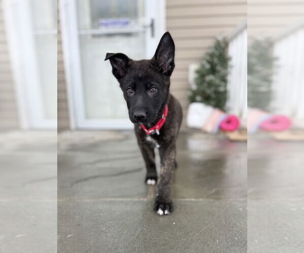 Medium Photo #4 Shepradors Puppy For Sale in Brewster, NY, USA