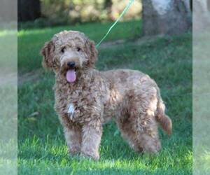Mother of the Goldendoodle-Poodle (Miniature) Mix puppies born on 10/04/2021