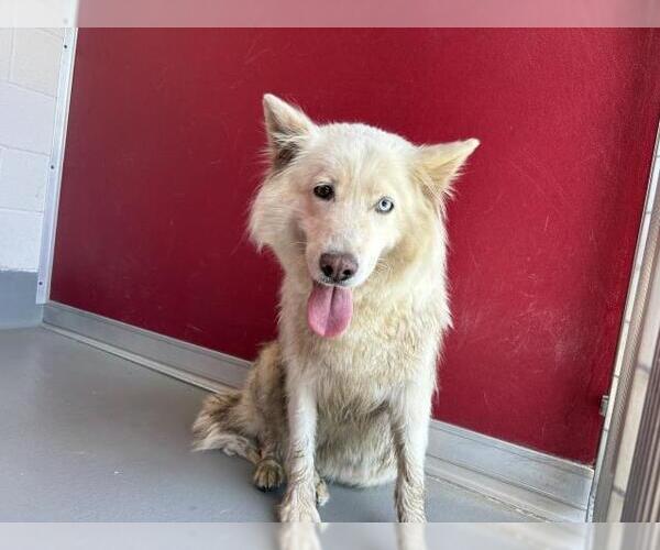Medium Photo #1 Alaskan Malamute-Unknown Mix Puppy For Sale in Visalia, CA, USA