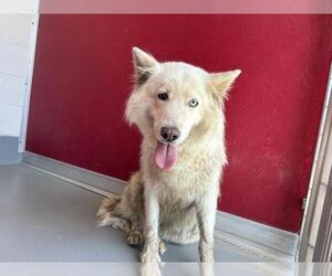 Alaskan Malamute-Unknown Mix Dogs for adoption in Visalia, CA, USA