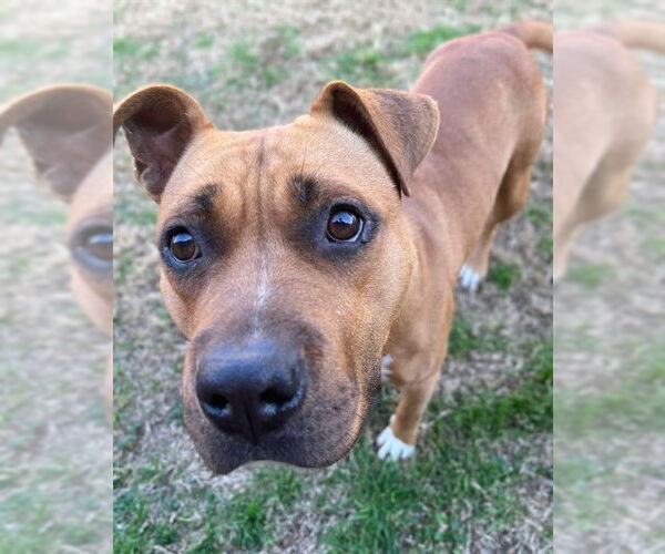 Medium Photo #1 Boxer-Unknown Mix Puppy For Sale in Plano, TX, USA