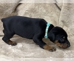 Small #20 Doberman Pinscher