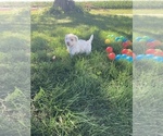 Small Photo #6 Havanese Puppy For Sale in KOKOMO, IN, USA