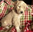 Small Photo #1 Goldendoodle Puppy For Sale in BOLIVAR, MO, USA