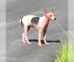 Small Mutt