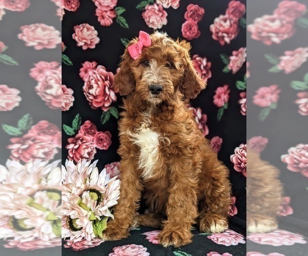 Full screen Photo #1 Irish Setter-Poodle (Miniature) Mix Puppy For Sale in BIRD IN HAND, PA, USA