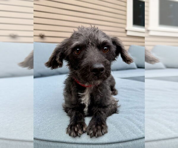 Medium Photo #2 Maltese Puppy For Sale in San Diego, CA, USA