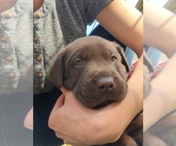 Medium Photo #1 Labrador Retriever Puppy For Sale in TAYLOR, MO, USA
