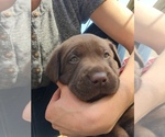 Small Photo #1 Labrador Retriever Puppy For Sale in TAYLOR, MO, USA