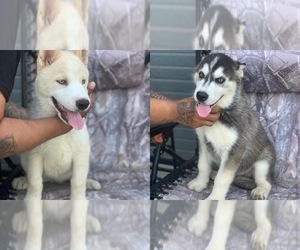 Siberian Husky Dogs for adoption in WAPATO, WA, USA