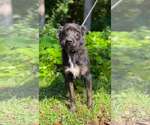 Small #1 Mutt