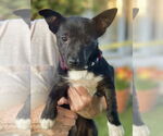 Small #16 Chihuahua Mix