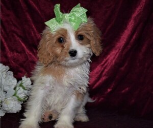 Cavapoo Puppy for sale in BARNESVILLE, KS, USA