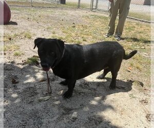 Labrador Retriever-Unknown Mix Dogs for adoption in Utica, NY, USA