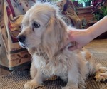Small Photo #1 Cocker Spaniel Puppy For Sale in WITHEE, WI, USA