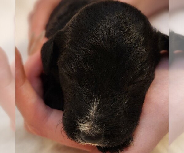 Medium Photo #4 F2 Aussiedoodle Puppy For Sale in COLUMBIA, TN, USA