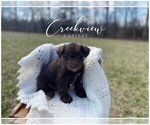 Small Photo #3 Schnauzer (Miniature) Puppy For Sale in NIANGUA, MO, USA