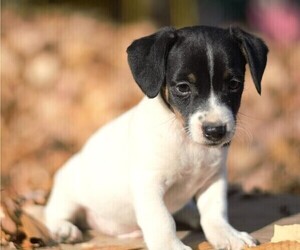 Jack Russell Terrier Puppy for sale in ORRVILLE, OH, USA