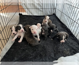 American Bully-American Pit Bull Terrier Mix Puppy for sale in WENATCHEE, WA, USA