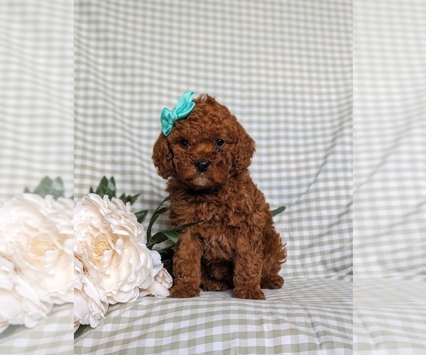 Medium Photo #3 Poodle (Miniature) Puppy For Sale in NEW PROVIDENCE, PA, USA
