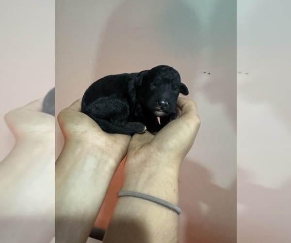 Medium Photo #7 Poodle (Miniature)-Poodle (Standard) Mix Puppy For Sale in LONGMONT, CO, USA