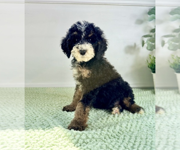 Medium Photo #6 Bernedoodle (Miniature) Puppy For Sale in GREENFIELD, IN, USA