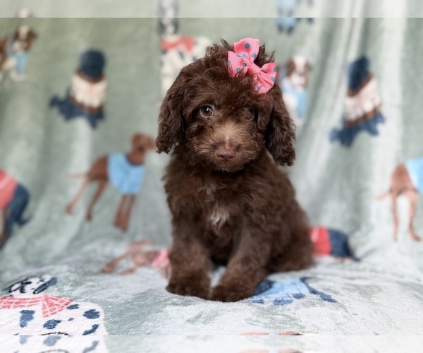 Medium Photo #7 Cavapoo (Miniature) Puppy For Sale in LAKELAND, FL, USA
